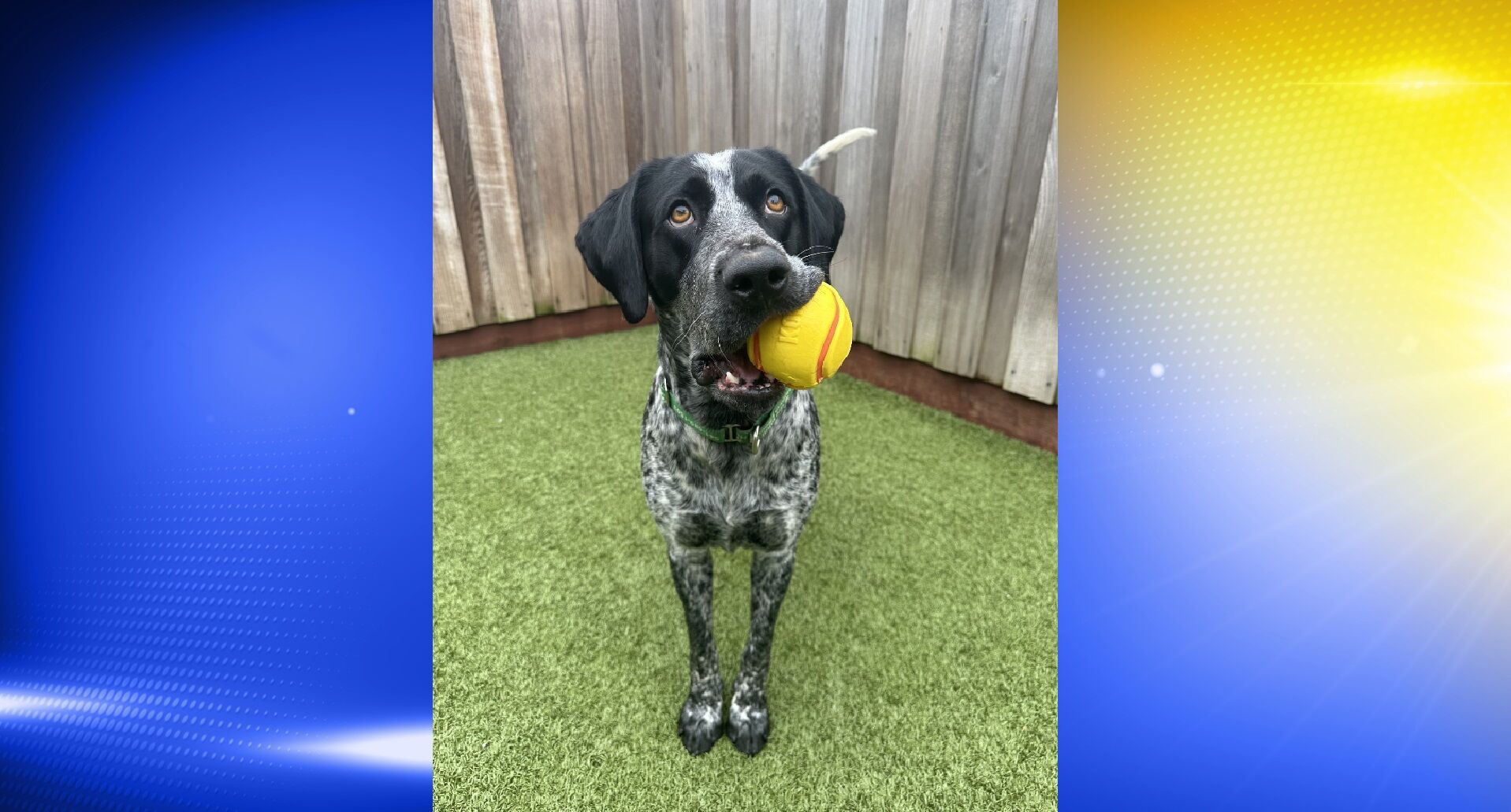 Pet of the Week Toaster Features kezi