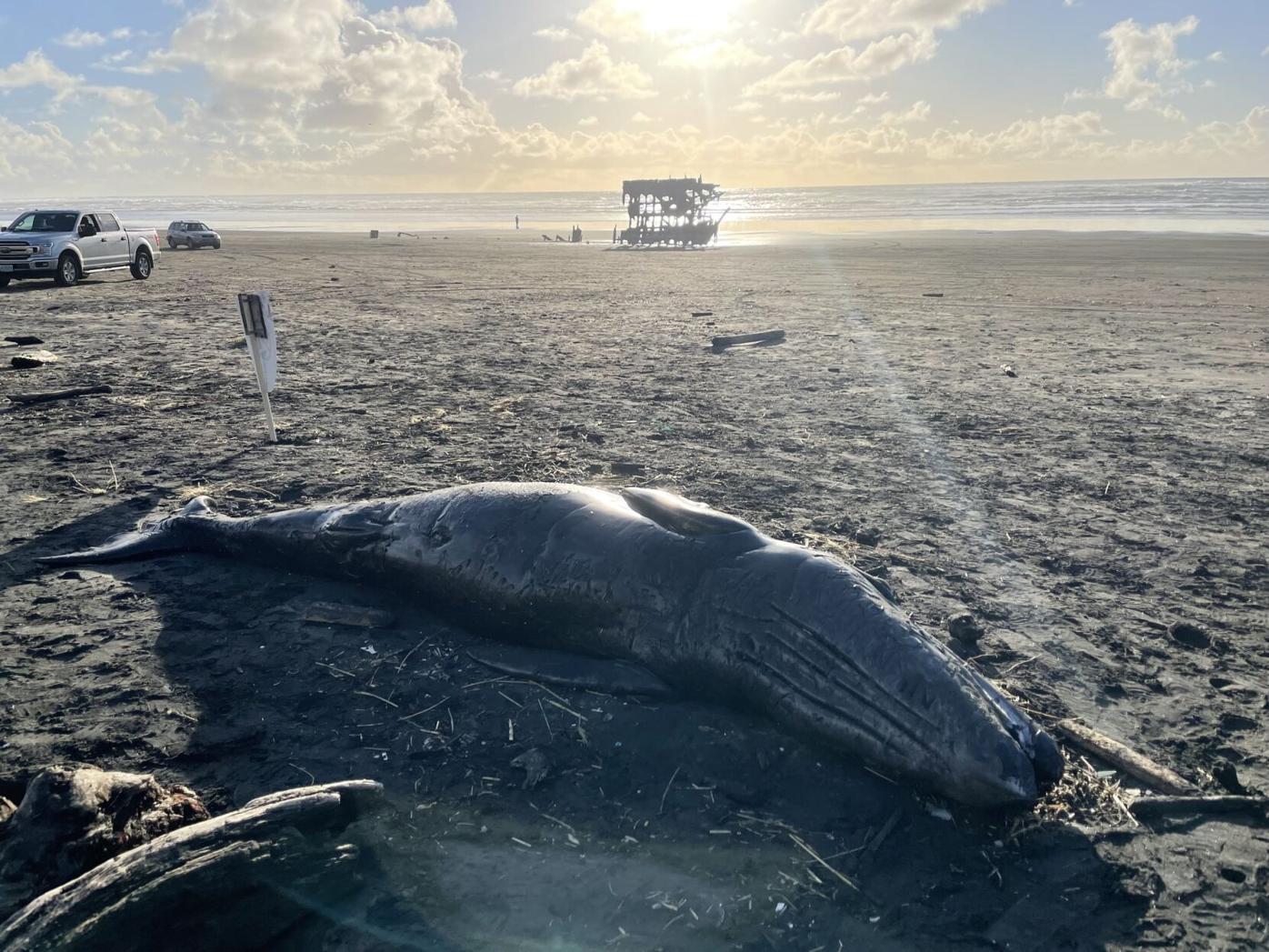 An expert explains what's next for washed-up whale on Oregon Coast - OPB