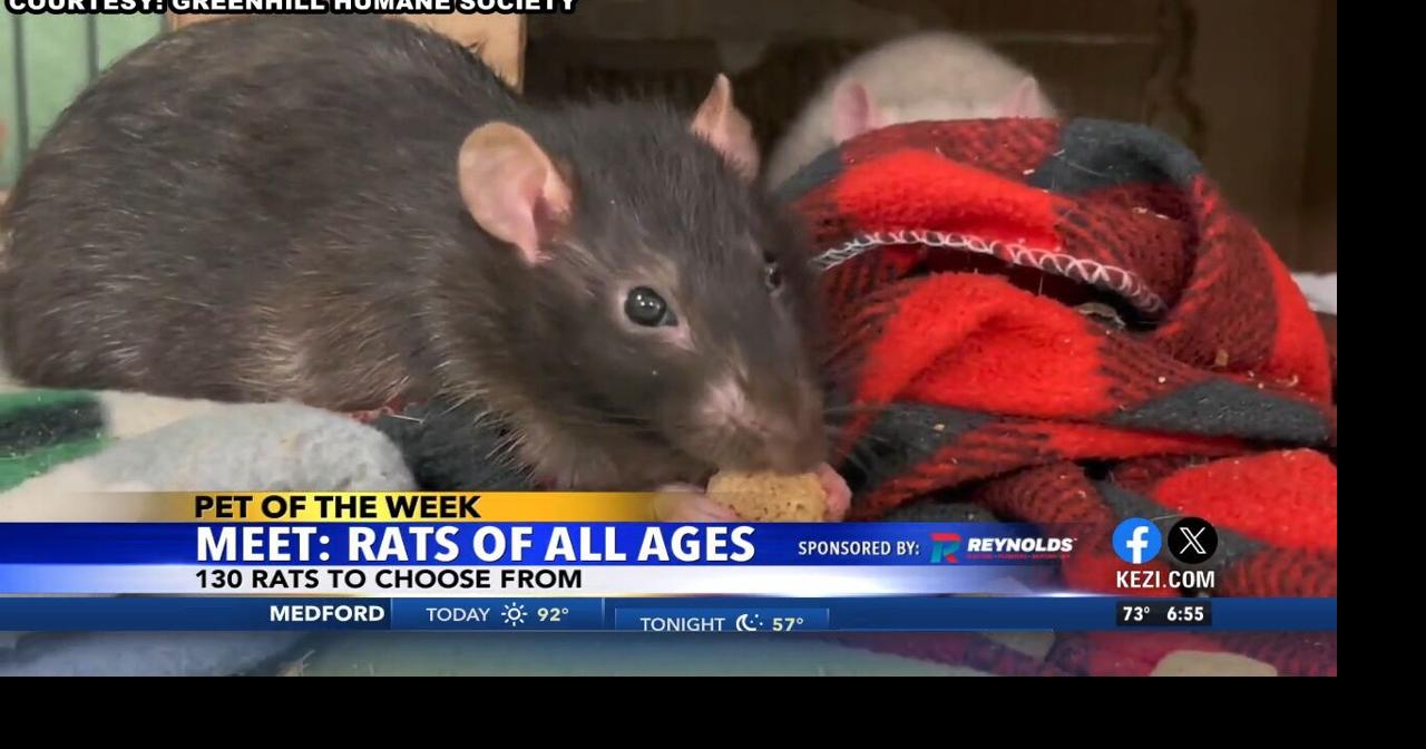 Pets of the Week: Rats!