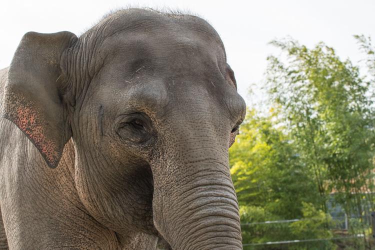 Oregon Zoo Admissions