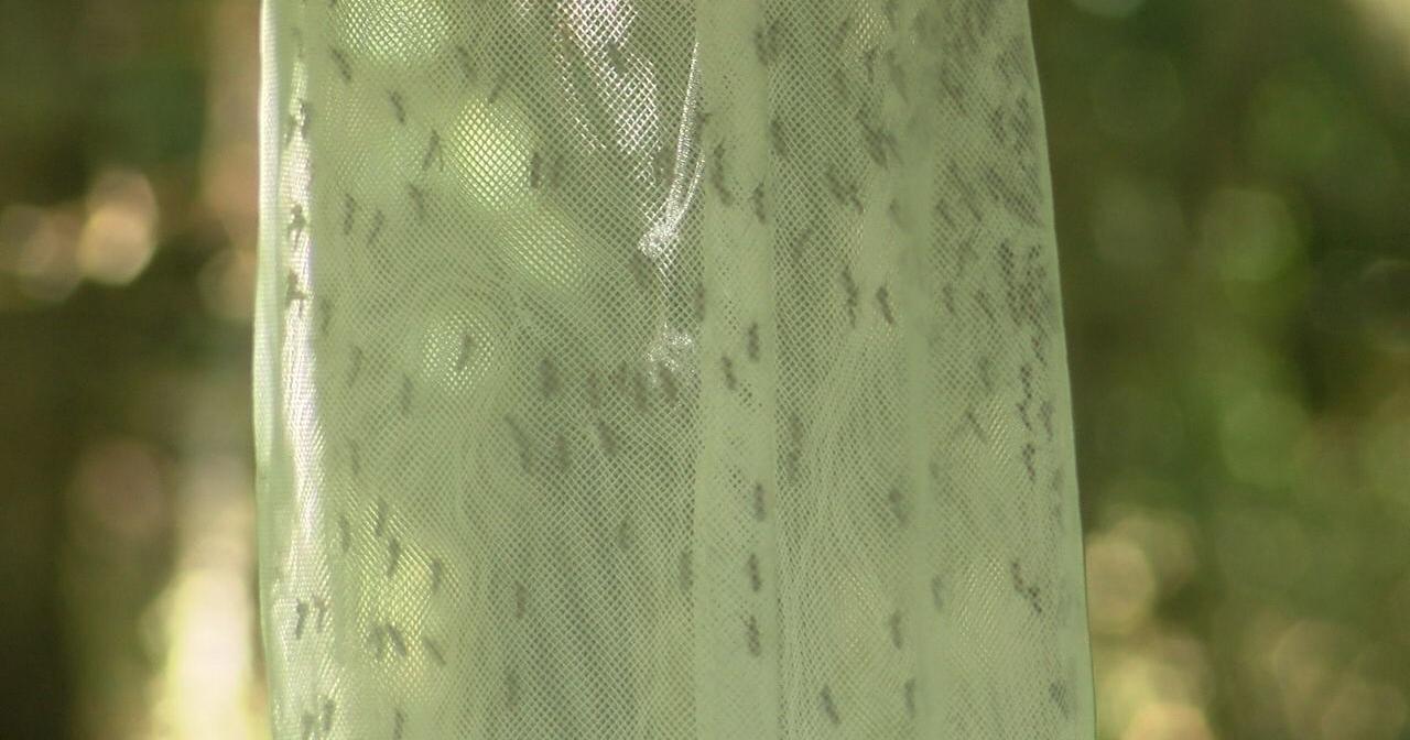 Lane County health officials closely watching mosquito and tick populations for diseases - Vimarsana News
