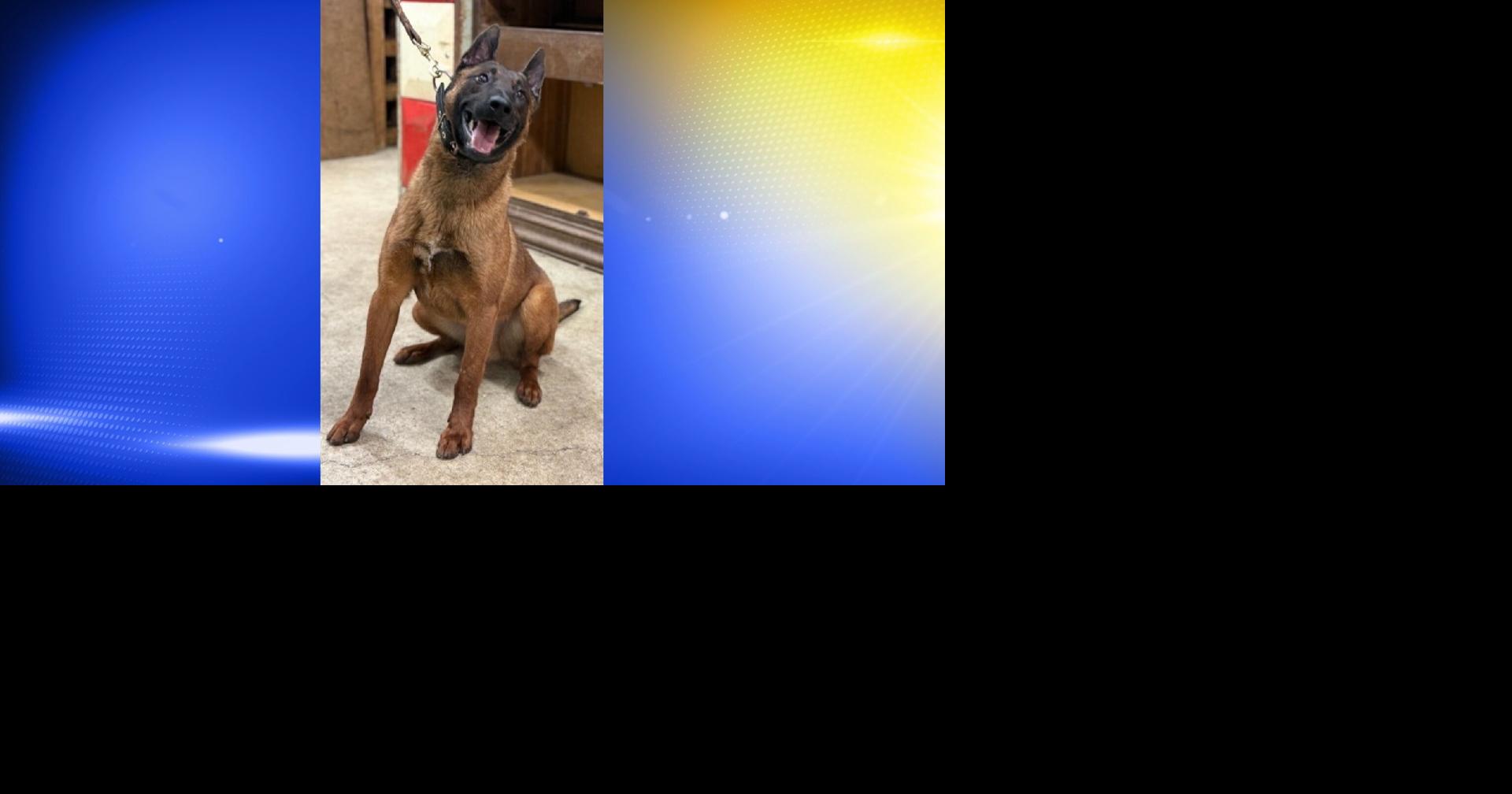 Meet Tex, Coos County's new drug detection K9