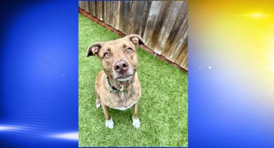 Pet of the Week: Gia
