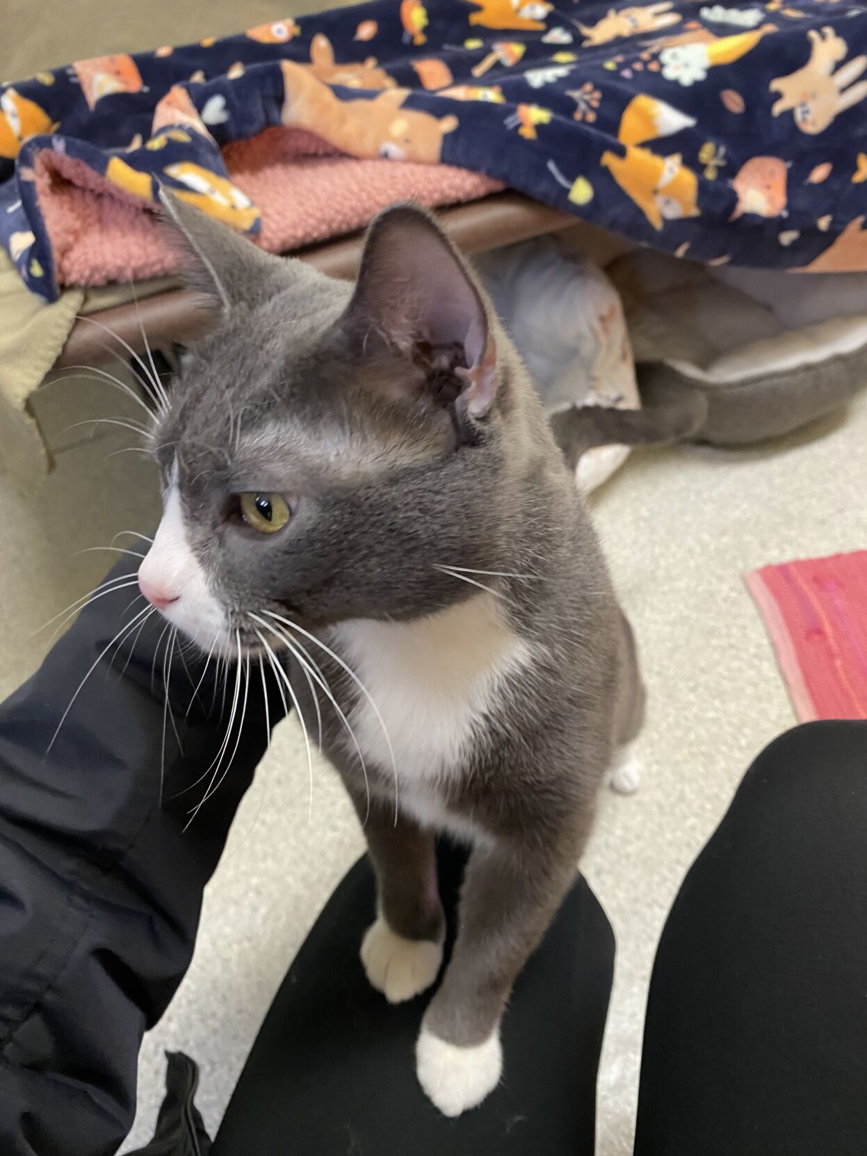 Pet of the Week: Aries | Local | kezi.com