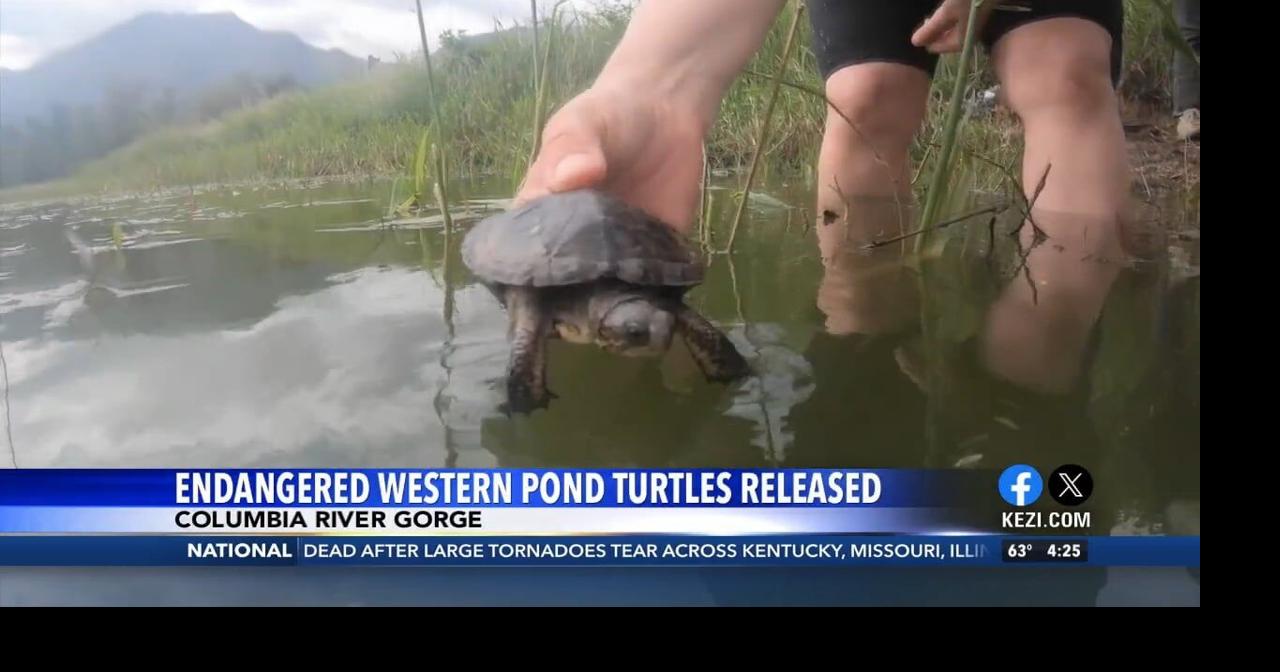 Endangered turtles released into Columbia River Gorge | Video | kezi.com