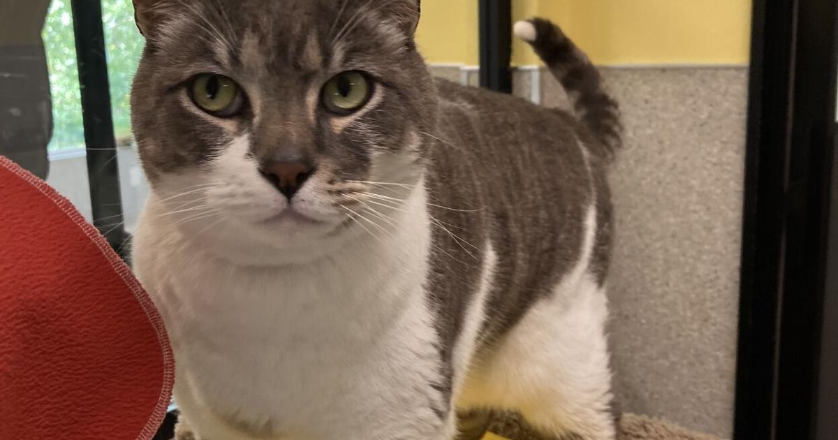 Pet of the Week Buddy Features