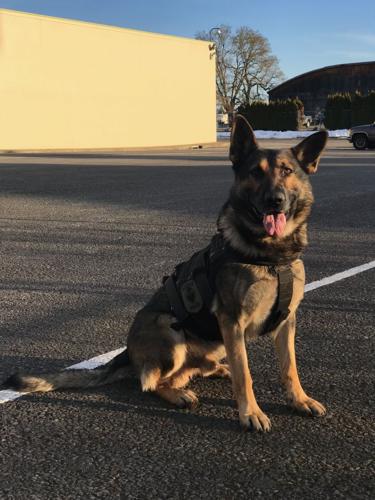 Keizer PD K9 Bruno, 5, dies from bacterial infection