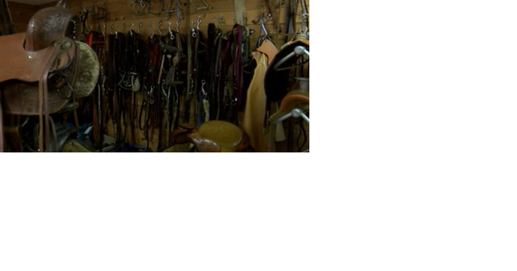 Springfield Saddle Shop owner looking to hand over the reins - Vimarsana News