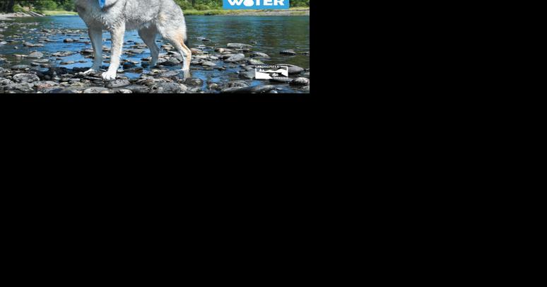 Free Canines for Clean Water calendars now in Springfield