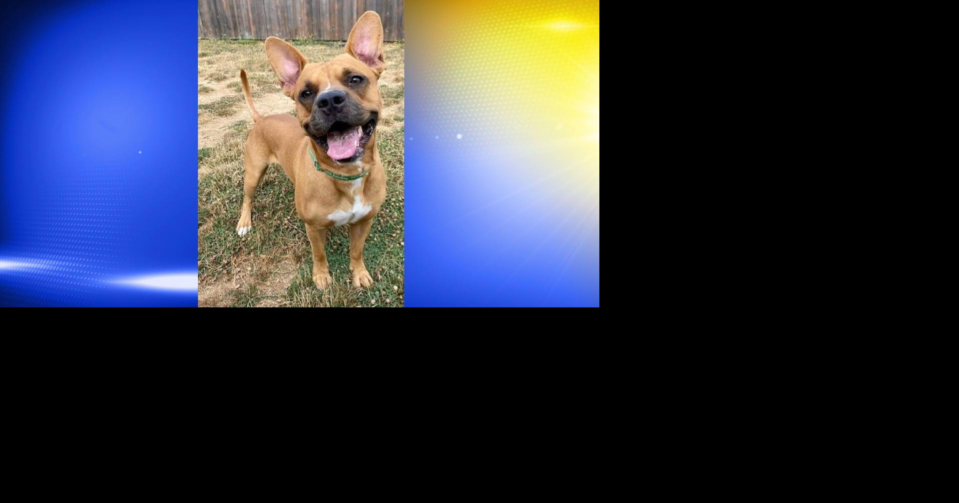 Pet of the Week: Oda | Local | kezi.com
