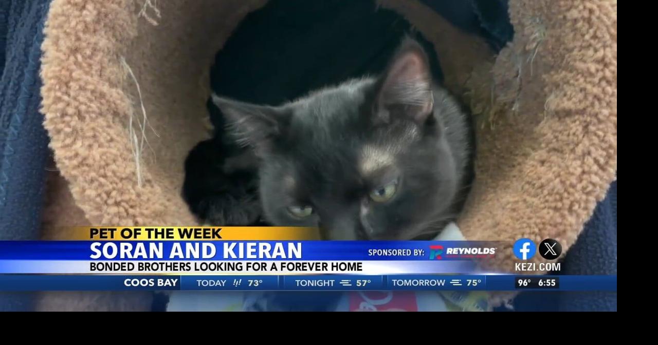 Pets of the Week: Soran and Kieran
