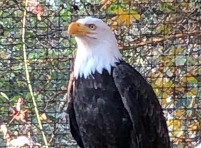 Bald Eagles Are Dying From Bird Flu, Smart News