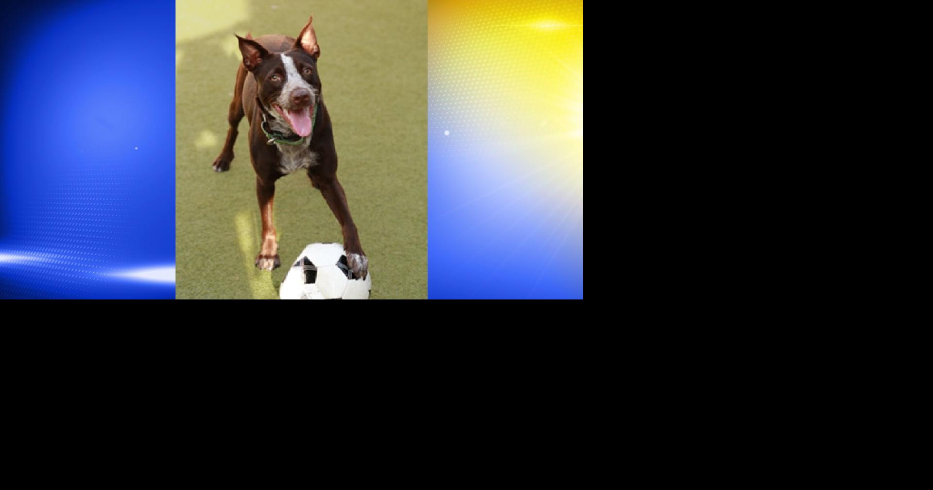 Pet of the Week: Quartz | Local
