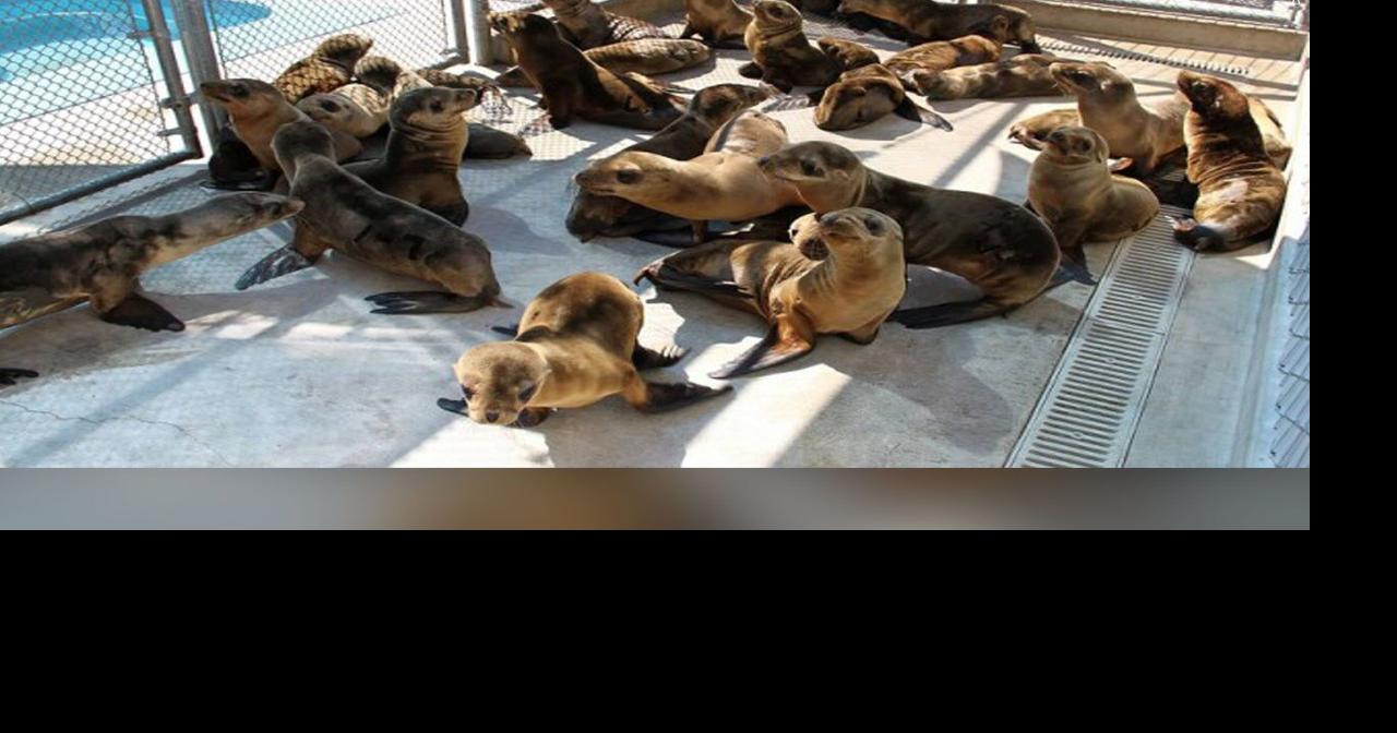 Tweet by Oregon Veterinary Medical Association