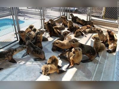 Oregon officials: Keep pets away from sick sea lions