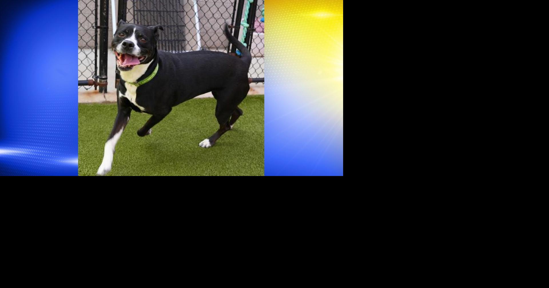 Pet of the Week: Cupcake | Local | kezi.com
