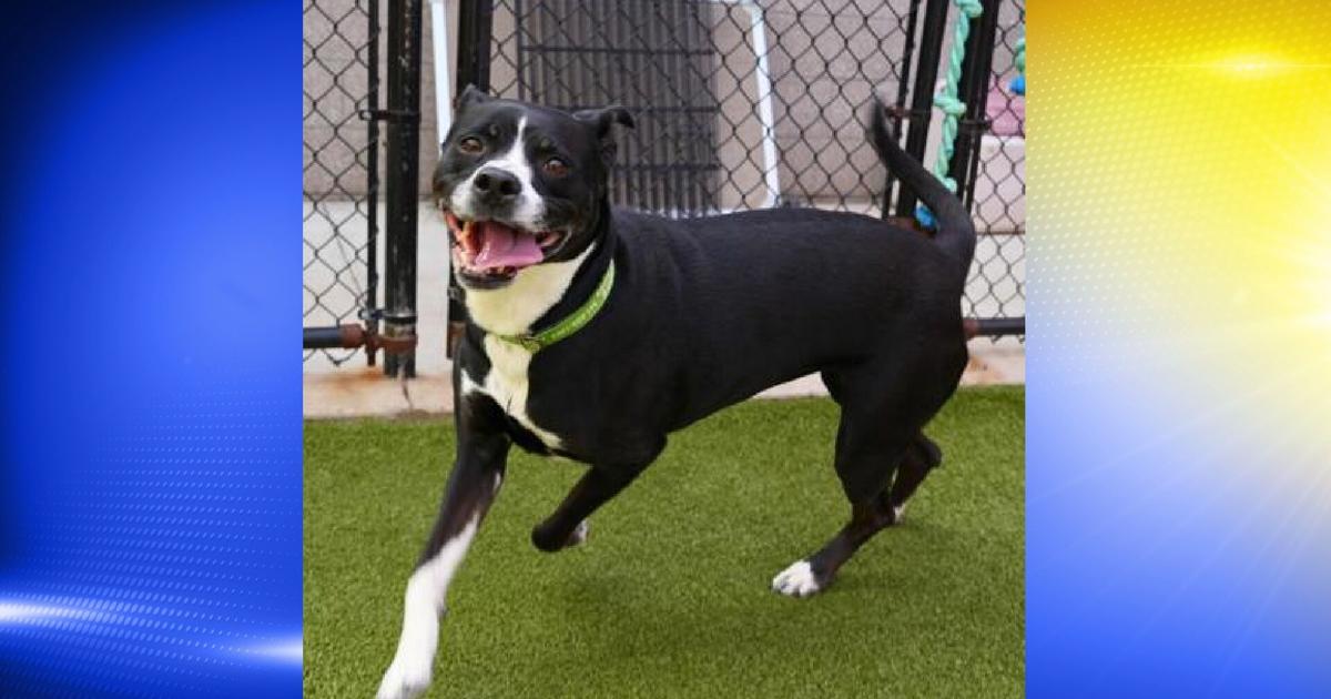 Local. Account Map Pet of the Week: Cupcake | Local | kezi.com