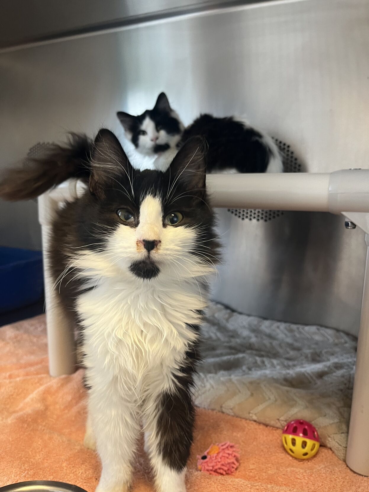 Feral cat colony case in comes to a standstill after shelters