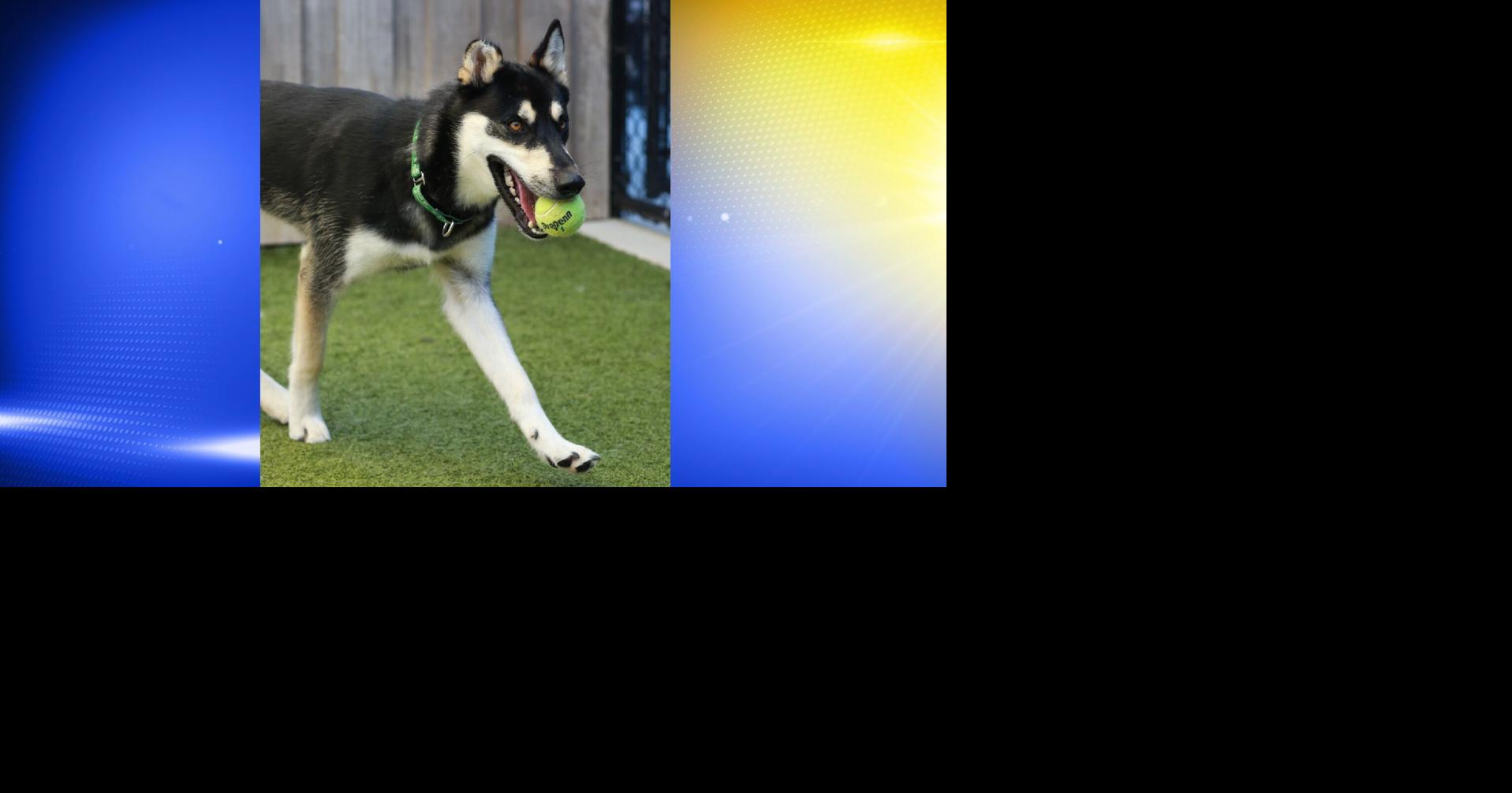 Pet of the Week: Slick | Features
