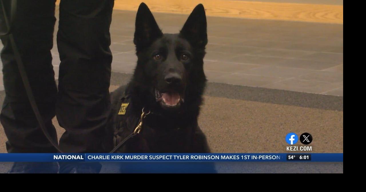 New K9 makes big impact at Springfield Police Department | Video | kezi.com