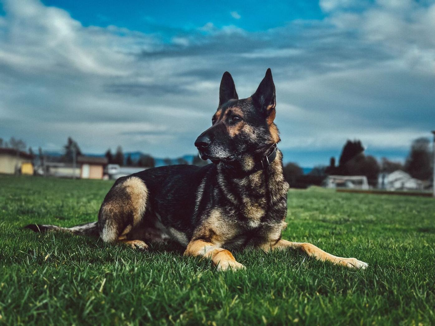 Keizer PD K9 Bruno, 5, dies from bacterial infection