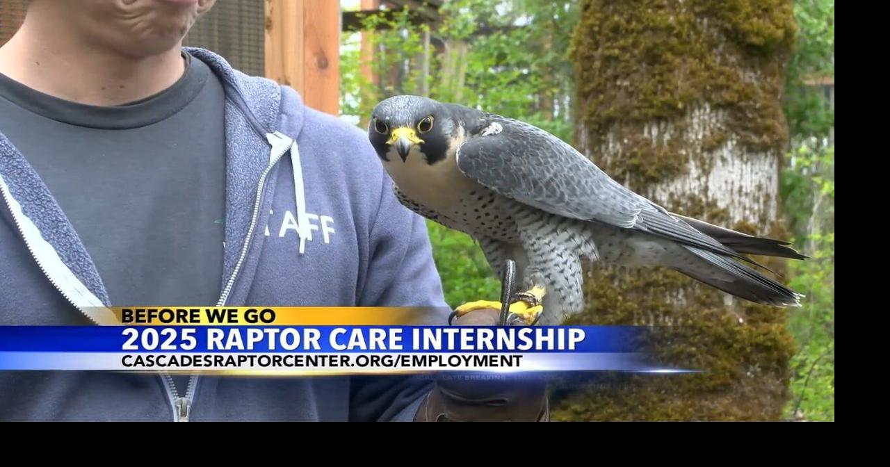 Cascades Raptor Center seeking summer 2025 interns | Video | kezi.com