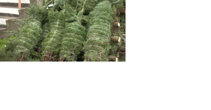 Tree farmer donates free Christmas trees - Vimarsana News