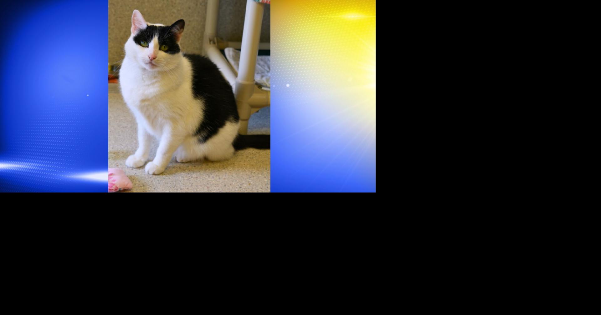 Pet of the Week: Shelly