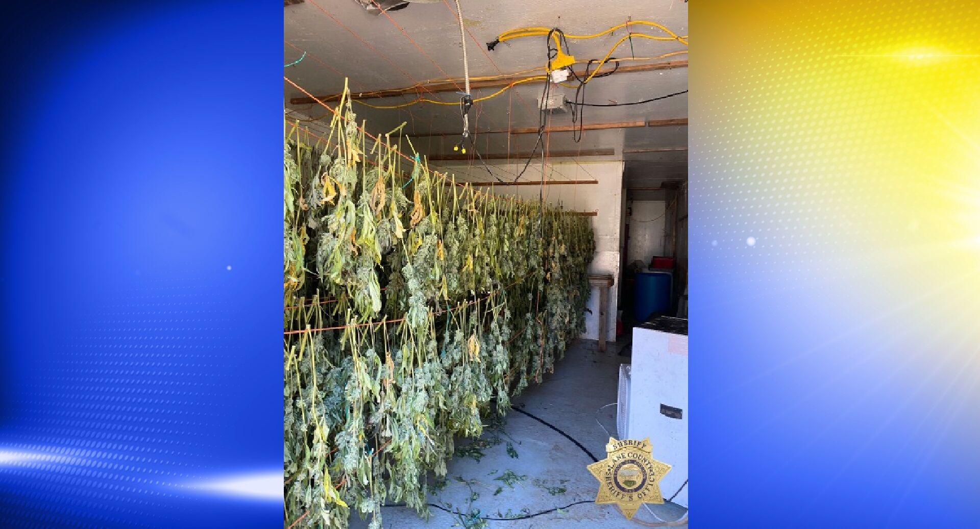 Lane County Sheriffs Office busts major marijuana, cockfighting operation News kezi image picture