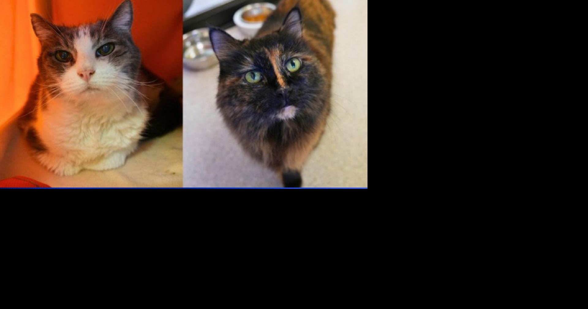 Pets of the Week: Nova and Mocha