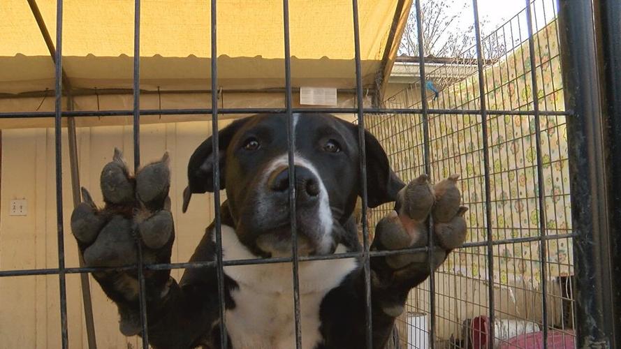 Dog dumpings, vet shortage, overpopulation are putting rescues at risk