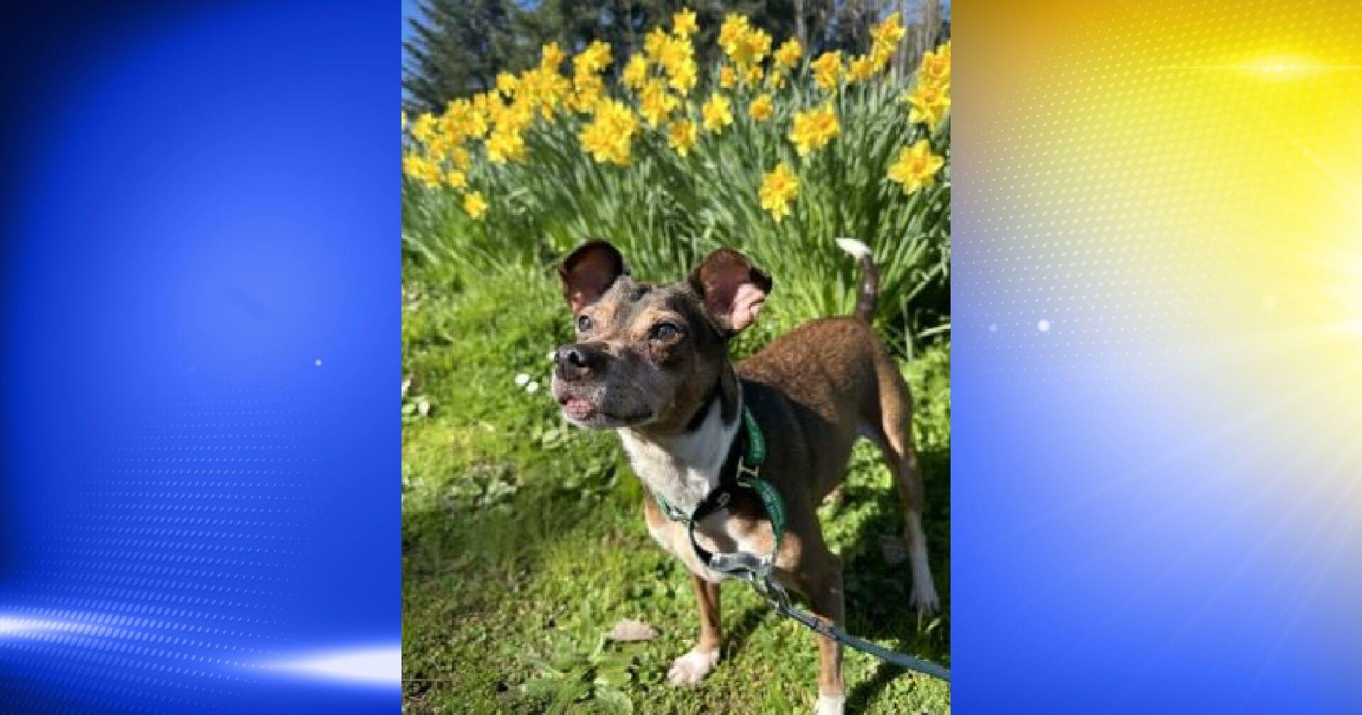 Pet of the Week: Bobby - Vimarsana News