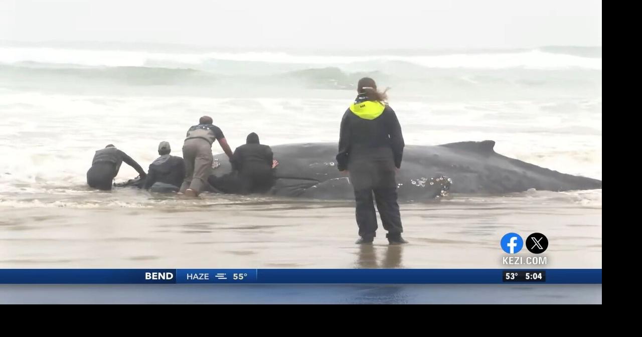 Efforts underway to save beached whale in Yachats