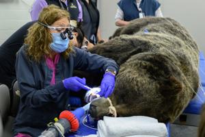 Washington State University Veterinary Team Performs Root Canal on Grizzly Bear