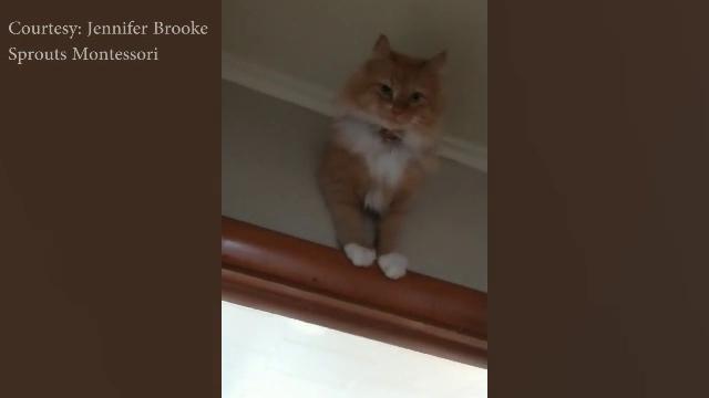 Watch Loki The Cat Stuck In A Wall Top Video Khq Com