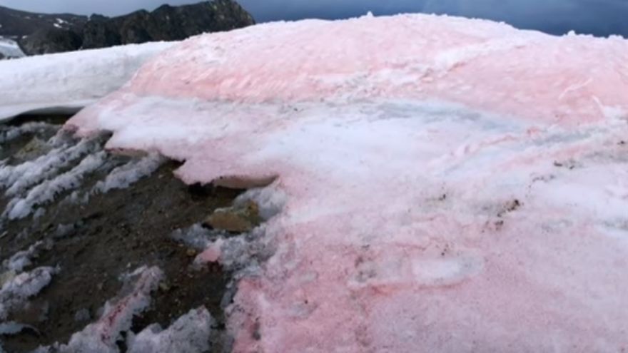 Pink snow is appearing in Pacific Northwest mountains, Spokane News