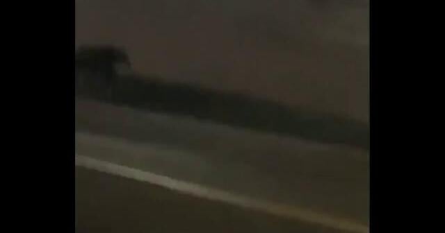 100 people chase moose caught wandering near WSU's campus | Spokane ...