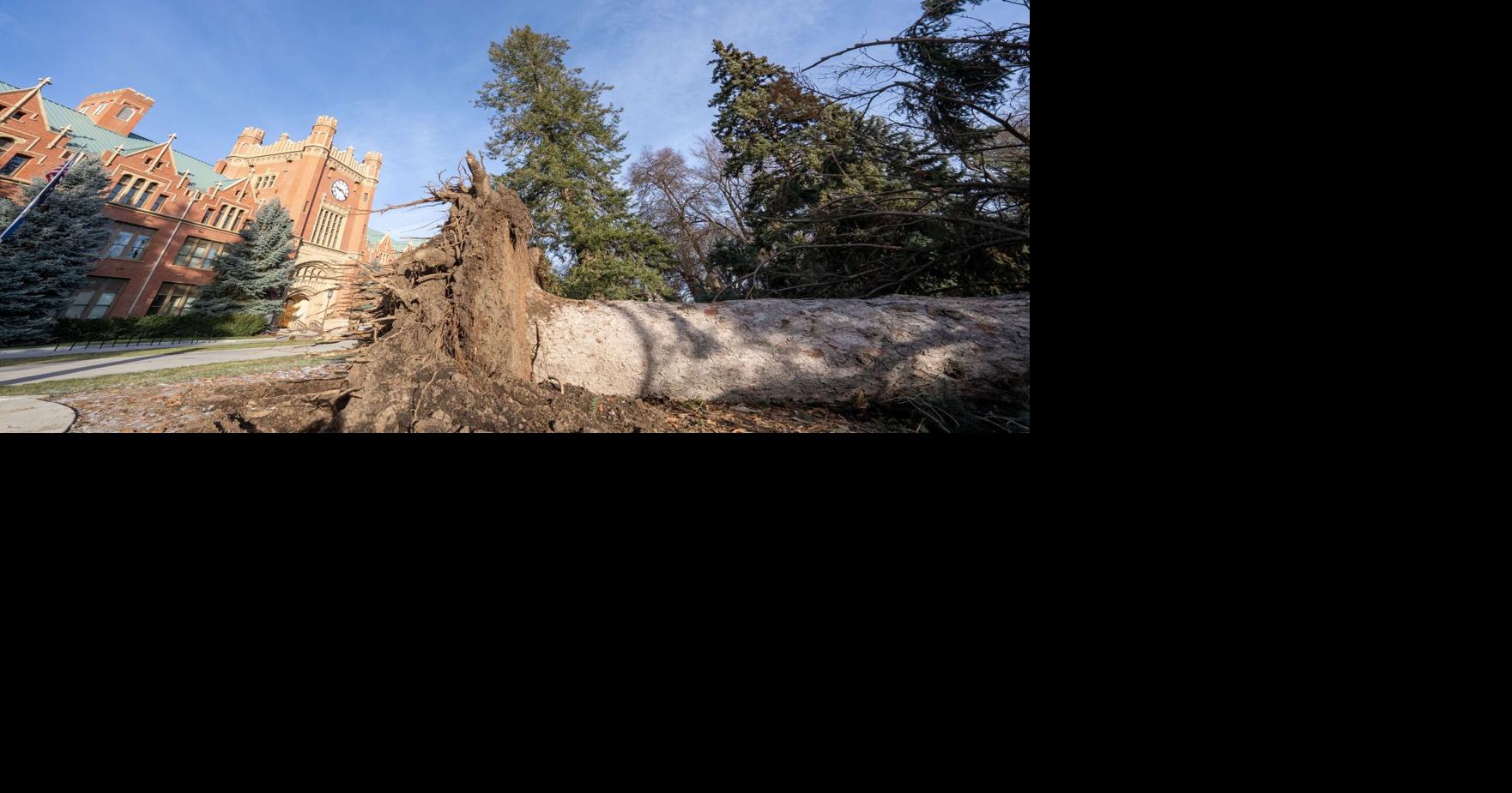 Historic trees at University of Idaho damaged in windstorm, preservation planned