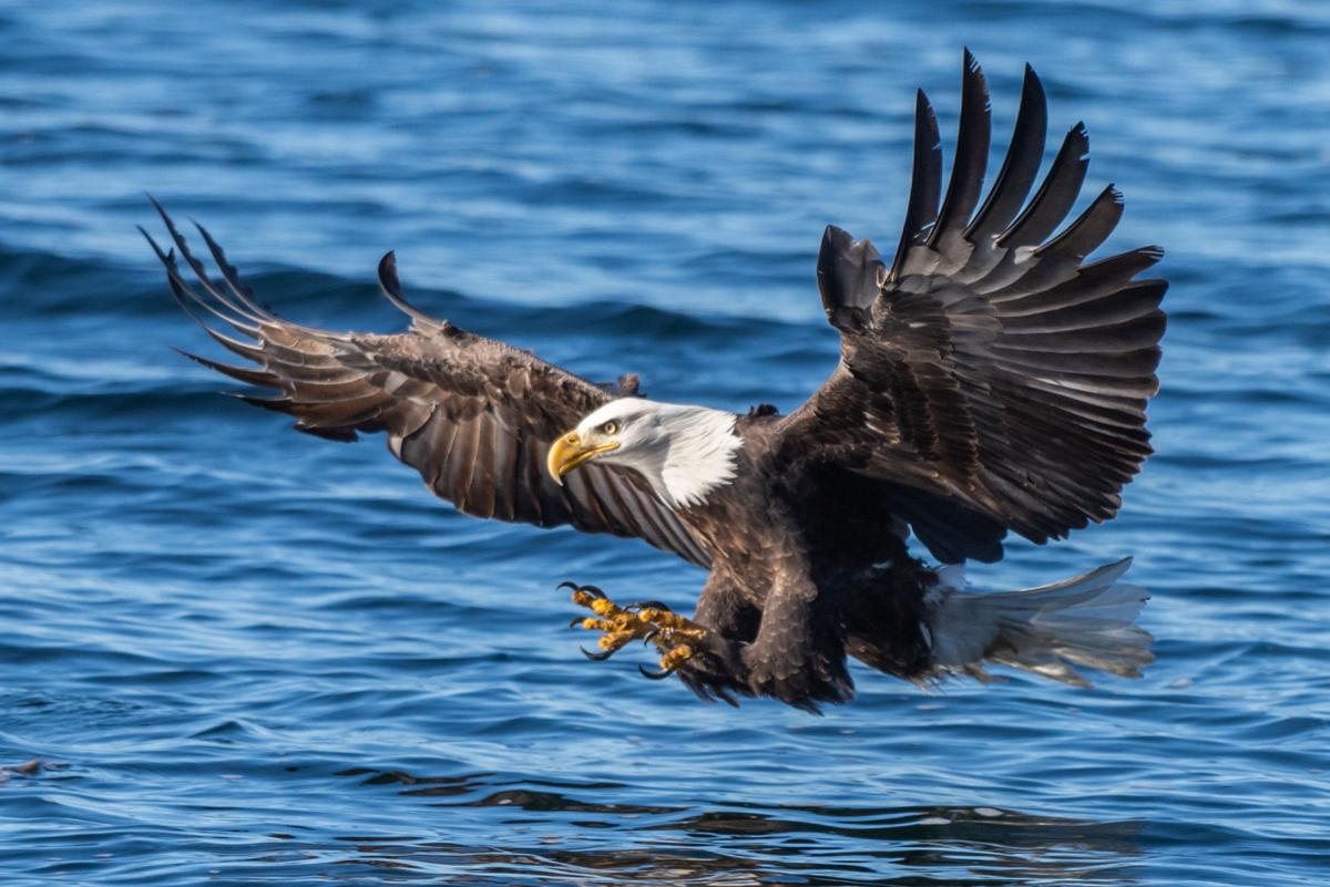 Lake Coeur d'Alene Eagle Watch underway as over 100 birds spotted in