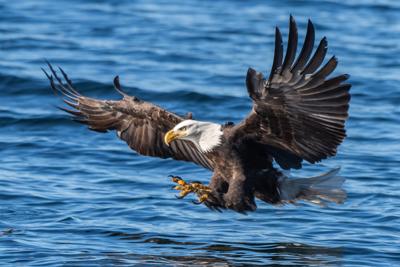 Authorities, family search for missing man on Bald Eagle Lake