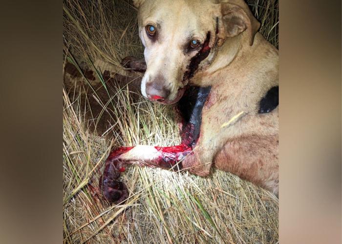Gallatin Co. investigating animal cruelty case after dog dragged behind  vehicle | Regional 