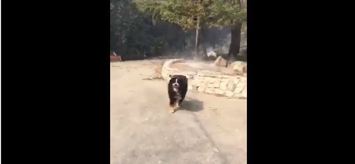 Bfxxii - WATCH: Family dog emerges alive and happy from wildfire aftermath ...