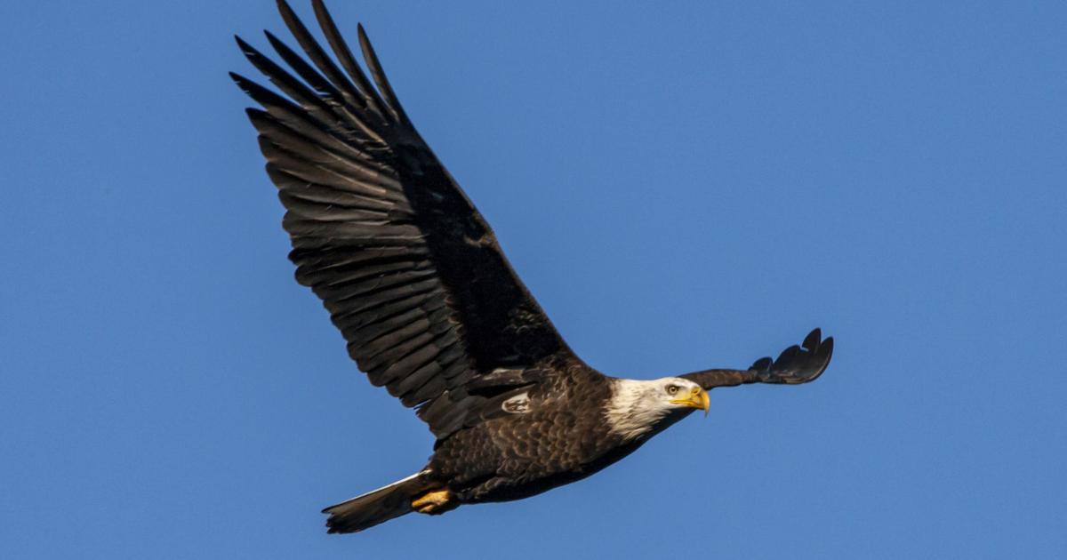 409 bald eagles visit Lake Coeur d'Alene in 2025, according to Bureau