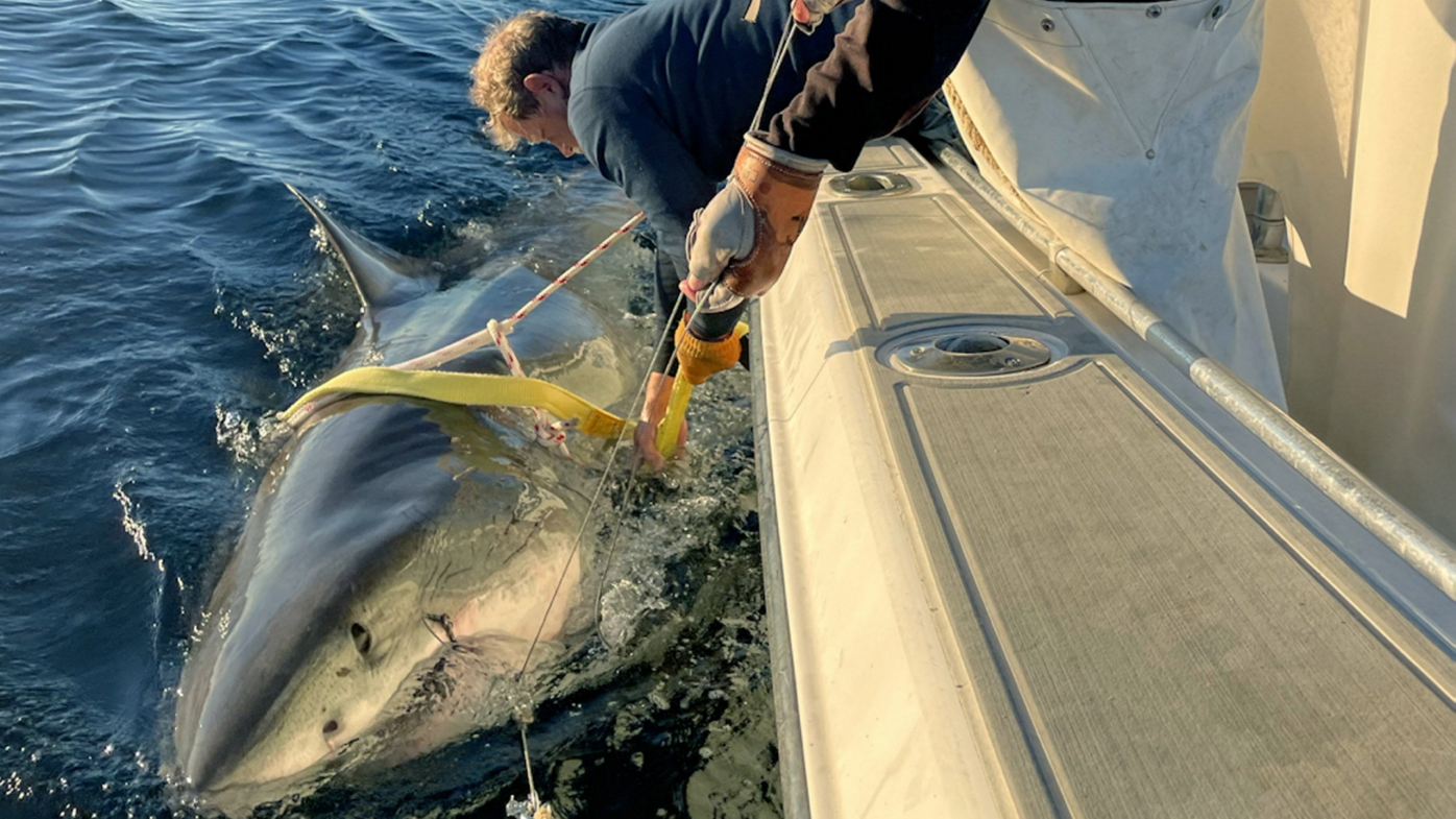 Largest great white ever pinged in Atlantic offers clues on mating