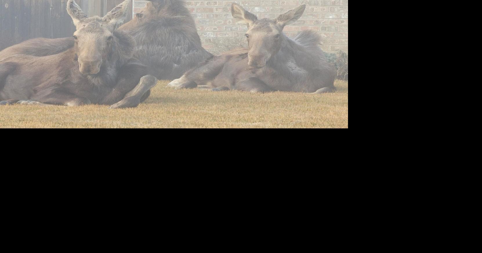 Spokane family finds unique way to move moose from their yard | Spokane ...
