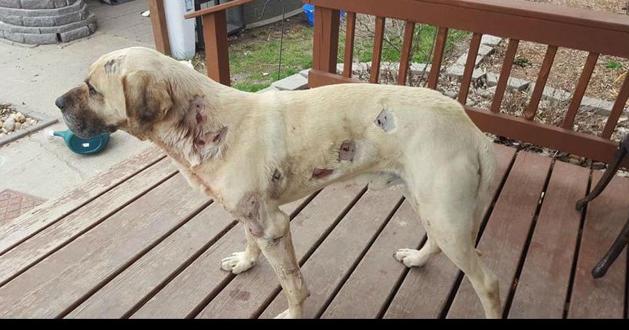 Montana Man Cautions Pet Owners After Coyote Takes Bites Out Of Dog News Khq Com