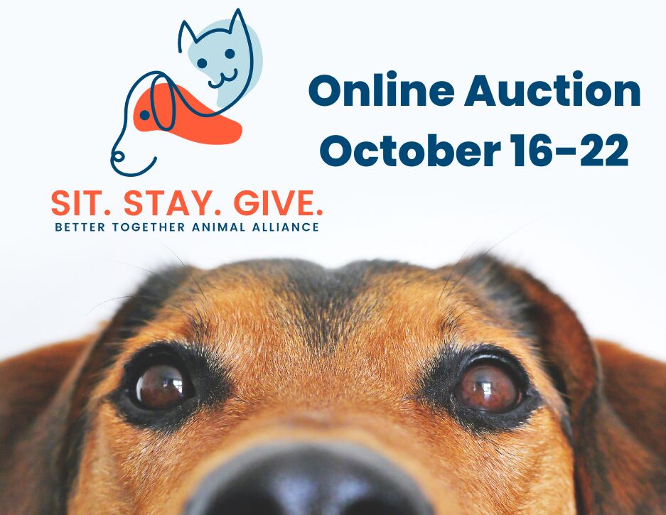 Idaho nonprofit hosts 'Sit. Stay. Give.' silent auction to benefit cats and  dogs in need | Straight From The Source 