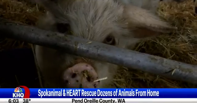 Nearly 90 animals rescued from Pend Oreille home, some ready for adoption | News Nearly 90 animals rescued from Pend Oreille home, some ready for adoption | News