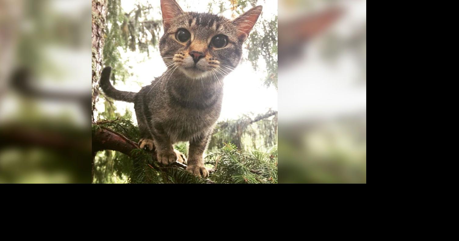 A Washington nonprofit is helping save cats from tall trees Spokane