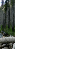 Nez Perce-Clearwater National Forest to provide the next U.S. Capitol Christmas Tree